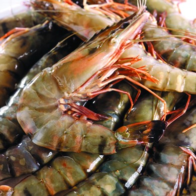 Black Tiger Prawns  16/20